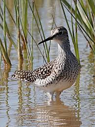 Attēlu rezultāti vaicājumam “Tringa glareola adult”