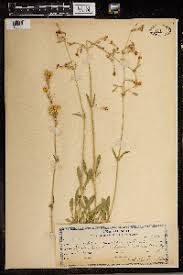 Attēlu rezultāti vaicājumam “Silene nutans”