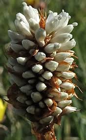 Attēlu rezultāti vaicājumam “Bistorta major leaf”