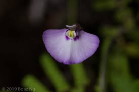 Attēlu rezultāti vaicājumam “Utricularia x neglecta flower”