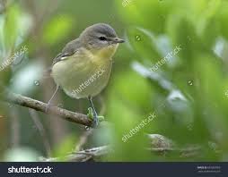 Image result for Vireo philadelphicus