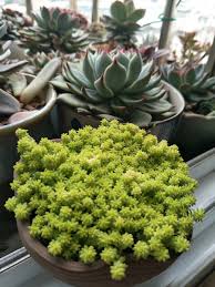 Attēlu rezultāti vaicājumam “Sedum hispanicum leaf”