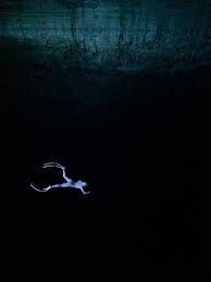 Image result for Notanx Freedive Club