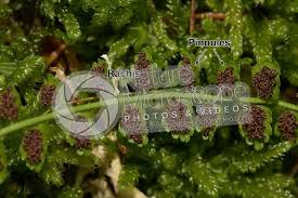 Attēlu rezultāti vaicājumam “Asplenium viride”