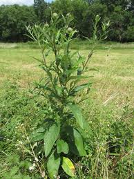 Attēlu rezultāti vaicājumam “Cirsium x rigens leaf”