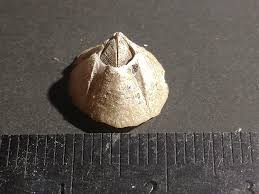 Attēlu rezultāti vaicājumam “Balanus improvisus”