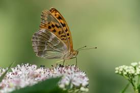 Attēlu rezultāti vaicājumam “Argynnis paphia female”