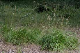 Attēlu rezultāti vaicājumam “Calamagrostis arundinacea”