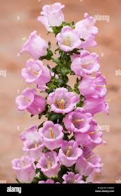 Image result for Campanula formanekiana