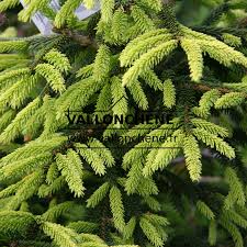 Attēlu rezultāti vaicājumam “Picea orientalis”