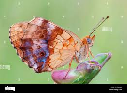 Attēlu rezultāti vaicājumam “Brenthis daphne underside”