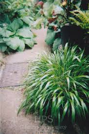 Attēlu rezultāti vaicājumam “Brachypodium sylvaticum”