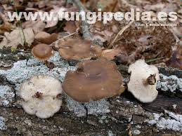 Attēlu rezultāti vaicājumam “Polyporus brumalis”