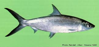 Image result for Chanos chanos