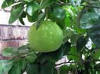 Citrus Pages / Pomelos