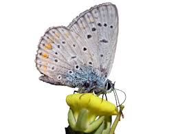 Attēlu rezultāti vaicājumam “Polyommatinae”