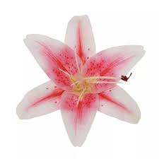 Image result for Lilie