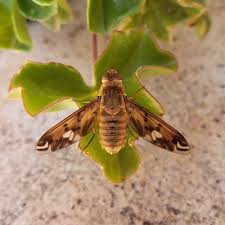 Attēlu rezultāti vaicājumam “Hemipenthes morio”