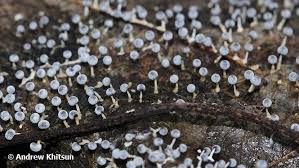 Attēlu rezultāti vaicājumam “Physarum globuliferum”