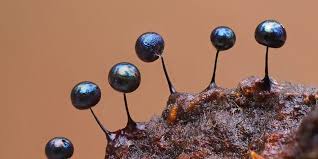 Attēlu rezultāti vaicājumam “Lamproderma violaceum macro”