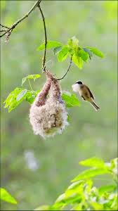 Attēlu rezultāti vaicājumam “Remiz pendulinus nest”