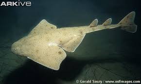 Image result for Squatina squatina