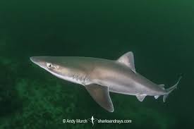 Image result for Galeorhinus galeus