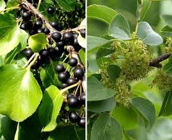 Attēlu rezultāti vaicājumam “Rhamnus cathartica”