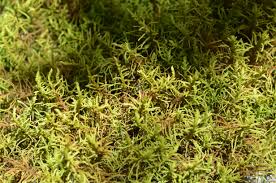 Attēlu rezultāti vaicājumam “Abietinella abietina”