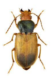 Attēlu rezultāti vaicājumam “Diachromus germanus”