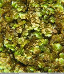 Attēlu rezultāti vaicājumam “Calypogeia suecica”