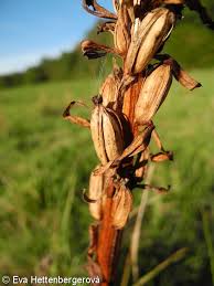 Attēlu rezultāti vaicājumam “Dactylorhiza ochroleuca bud”