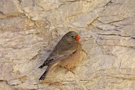 Image result for Bucanetes githagineus