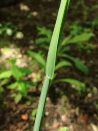 Attēlu rezultāti vaicājumam “Poa remota”