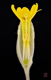 Attēlu rezultāti vaicājumam “Primula veris fruit”