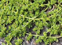 Attēlu rezultāti vaicājumam “Herniaria glabra”