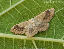 Attēlu rezultāti vaicājumam “Idaea aversata”