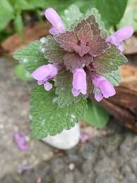 Attēlu rezultāti vaicājumam “Erysiphe galeopsidis”