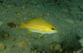 Image result for Polysteganus undulosus