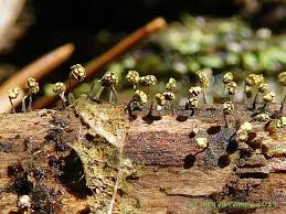 Attēlu rezultāti vaicājumam “Physarum viride”