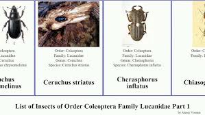 Attēlu rezultāti vaicājumam “Ceruchus chrysomelinus larva”