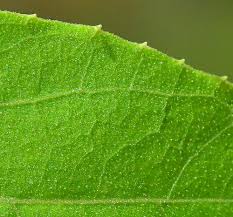 Attēlu rezultāti vaicājumam “Echinocystis lobata leaf”