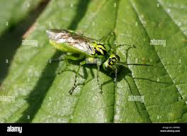 Attēlu rezultāti vaicājumam “Rhogogaster viridis”