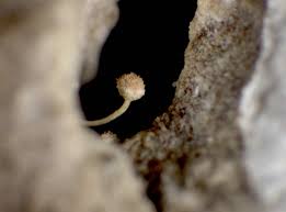 Attēlu rezultāti vaicājumam “Sclerophora coniophaea”