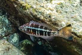 Image result for Serranus atricauda