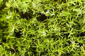 Attēlu rezultāti vaicājumam “Gymnostomum aeruginosum”