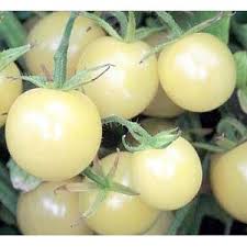 Afbeeldingsresultaat voor hawaiian white cherry tomato