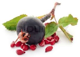 Attēlu rezultāti vaicājumam “Rosa majalis fruit”