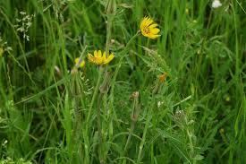 Image result for Tragopogon pratensis