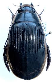 Attēlu rezultāti vaicājumam “Dytiscus dimidiatus”